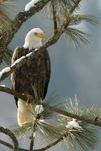 Snowy Eagle