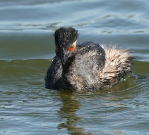 Grebe