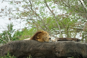 Lions Nap