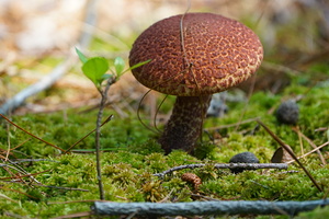 Mushroom