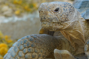 Tortoise Portrait