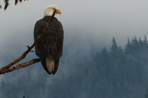 Eagle by Denise Thrasher