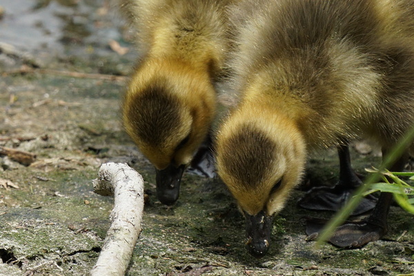 Ducklings Print