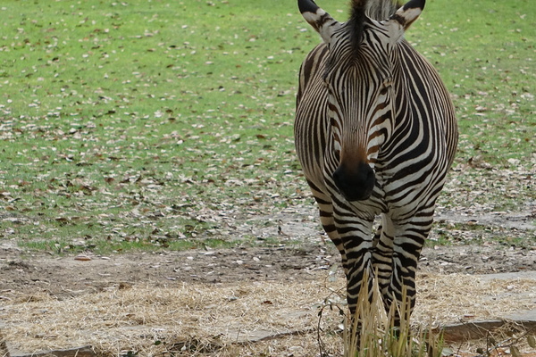 Zebra Portrait by Denise Thrasher