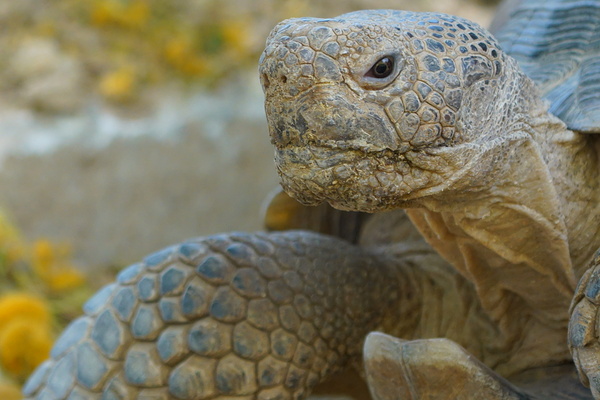 Tortoise Portrait by Denise Thrasher
