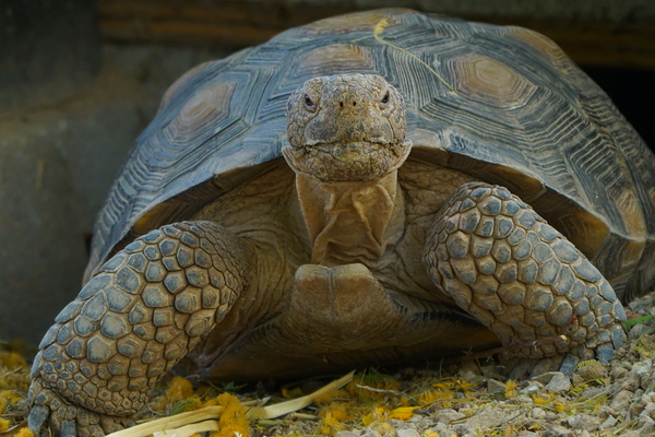 Tortoise Print