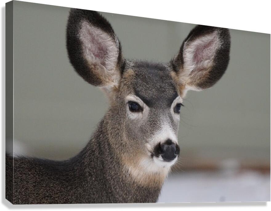 Deer Canvas Print