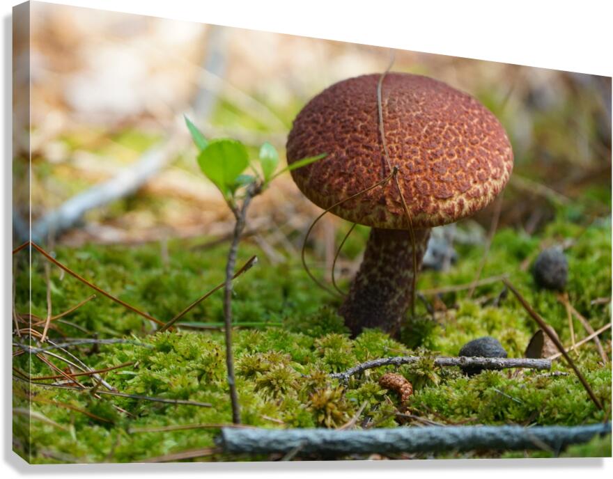 Mushroom Canvas Print