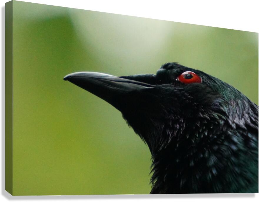 Those Eyes Canvas Print