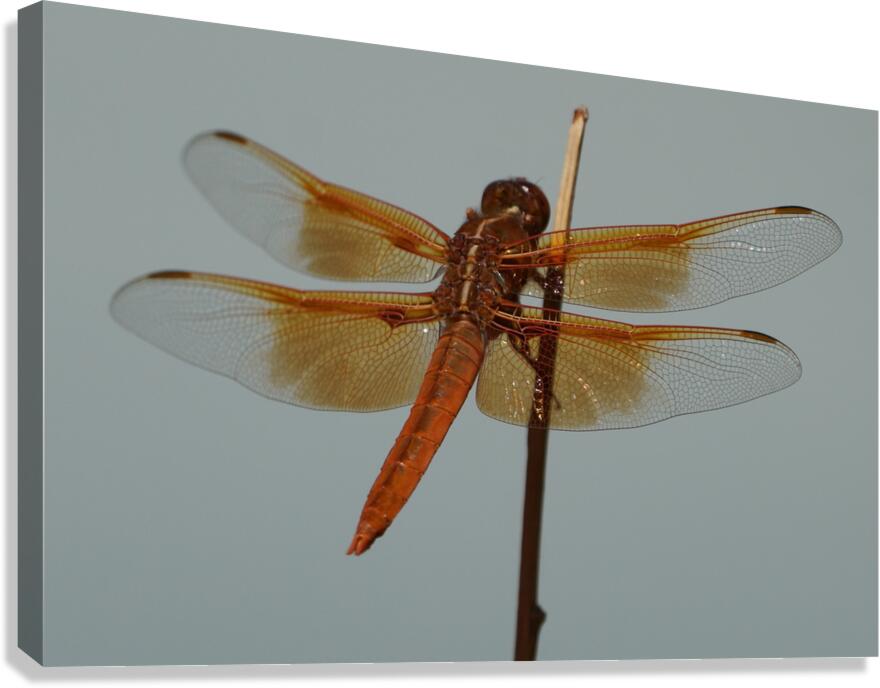 Dragonfly Canvas Print