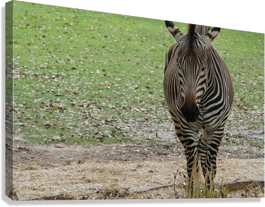 Zebra Portrait Canvas Print