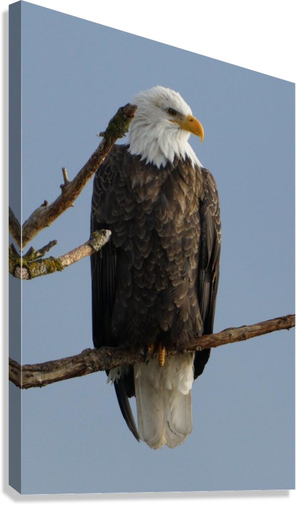 Eagle Perch Canvas Print