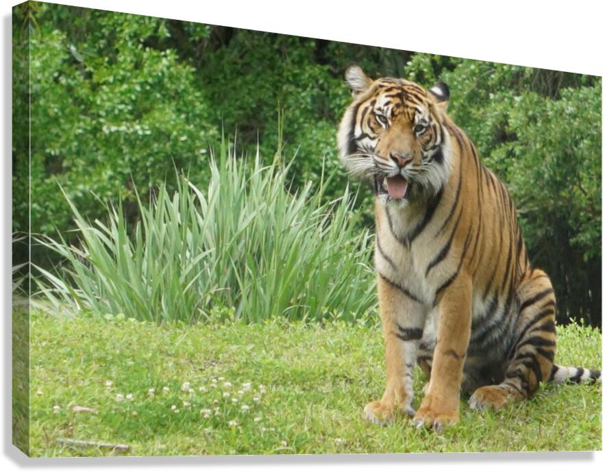 Tiger Canvas Print