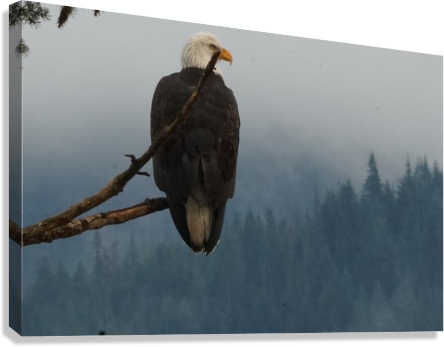 Bald Eagle Canvas Print