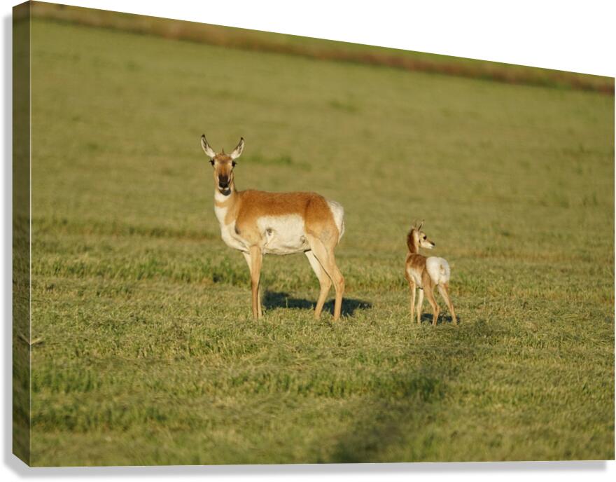 Antelope Canvas Print