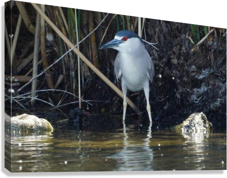 Heron Canvas Print