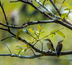 Rufous naped wren  Pair