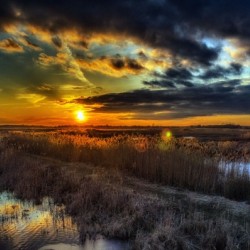 Goldenlight2