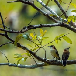 Rufous naped wren  Pair