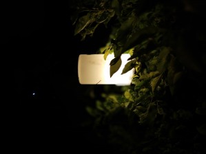 light with tree by Monik patel 
