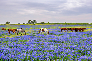 spring herd johnny boyd