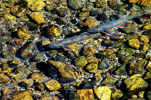 fall brook trout johnny boyd