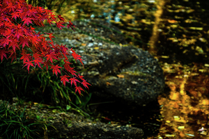 red maple limb johnny boyd
