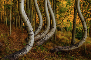 dancing aspens johnny boyd