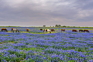 spring grazing johnny boyd Print