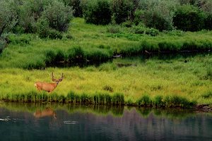 reflection buck johnny boyd