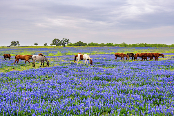 spring herd johnny boyd by Nature Imaging