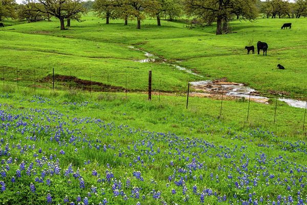 a spring graze johnny boyd by Nature Imaging