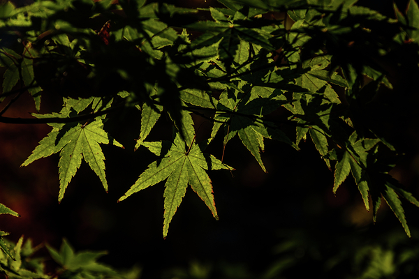 green maple johnny boyd Print