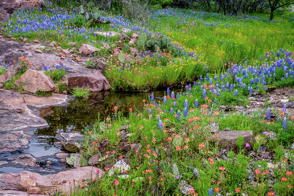 spring delight johnny boyd by Nature Imaging