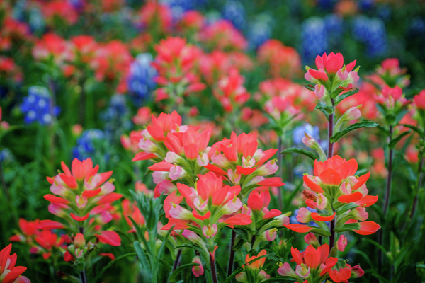 spring paintbrush johnny boyd by Nature Imaging