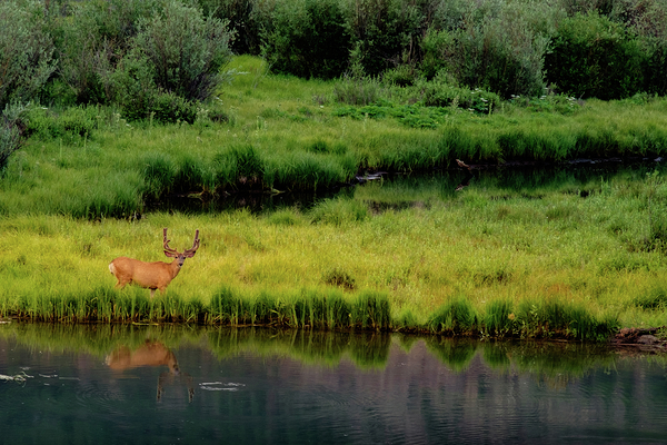 reflection buck johnny boyd Print