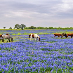 spring herd johnny boyd