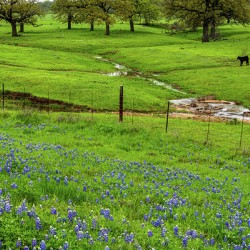 a spring graze johnny boyd