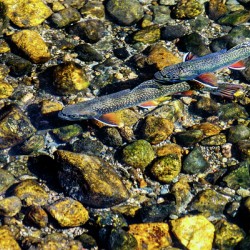 fall brook trout johnny boyd