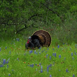 spring gobbler johnny boyd