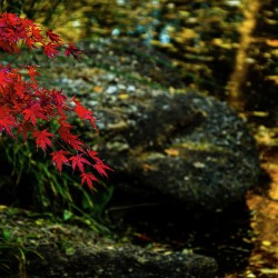red maple limb johnny boyd