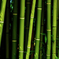 bamboo johnny boyd