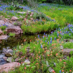 spring delight johnny boyd