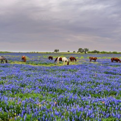 spring grazing johnny boyd