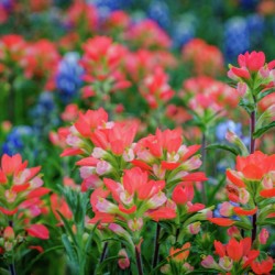 spring paintbrush johnny boyd