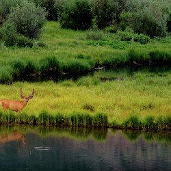 reflection buck johnny boyd