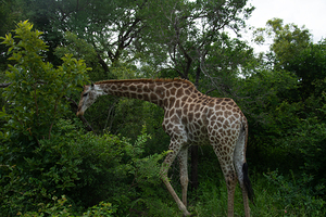 Giraffe 4