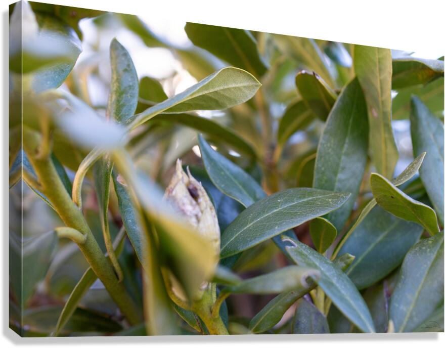 Bud Canvas Print