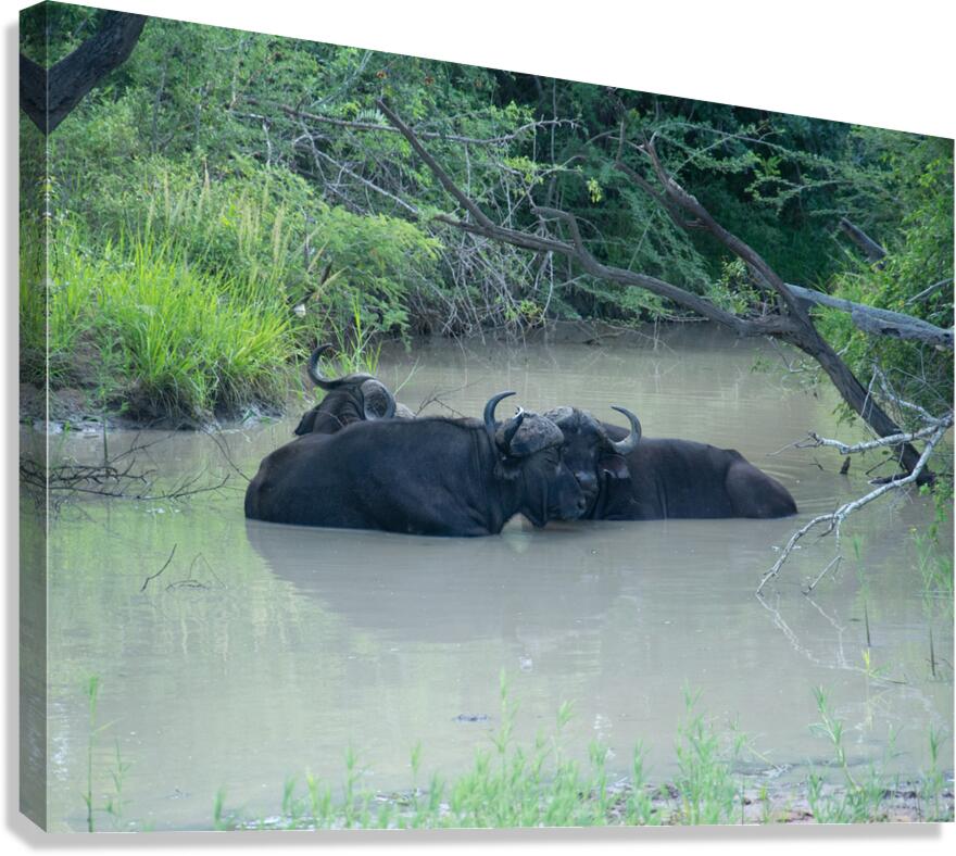 Buffalo Love Canvas Print
