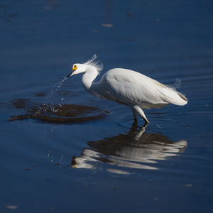 Egret 2020 Canv
